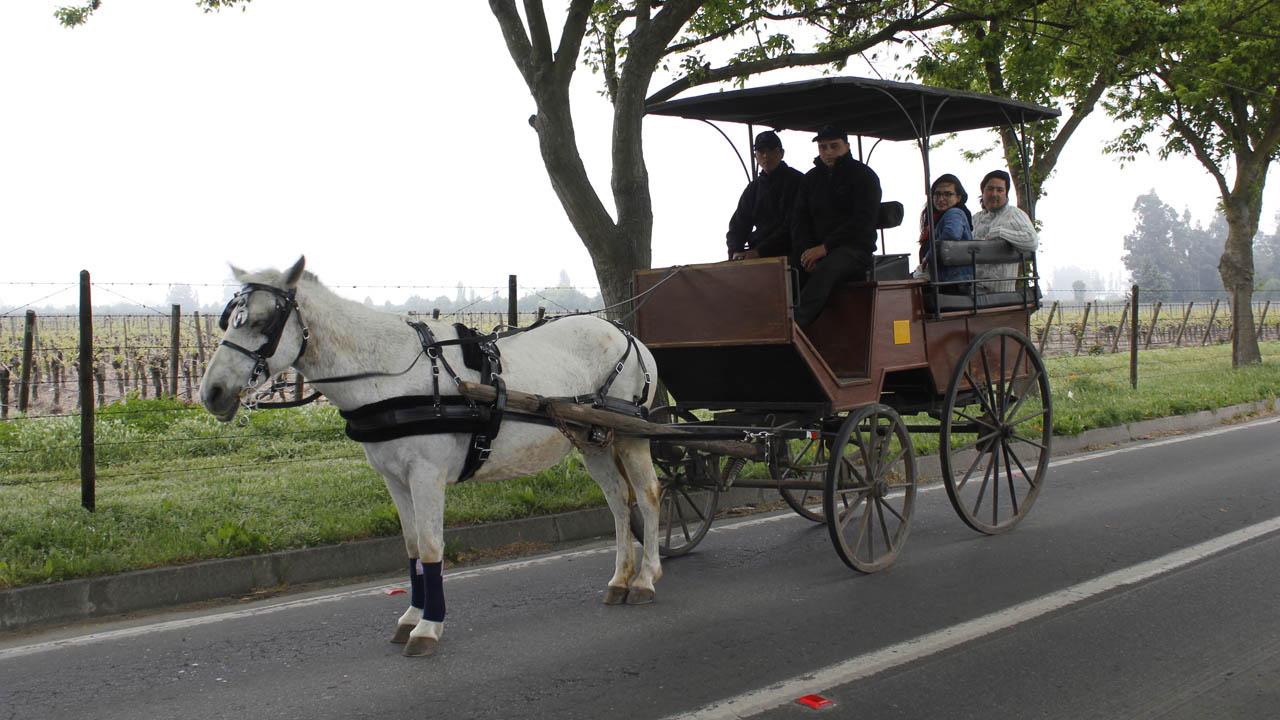 Tour paseo en Calesa en Isla de Maipo